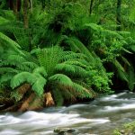 Cauce de río atravesando un bosque de helechos