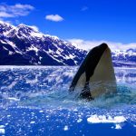 Orca emergiendo en el ártico