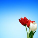 Dos tulipanes rojos y uno blanco sobre fondo azul