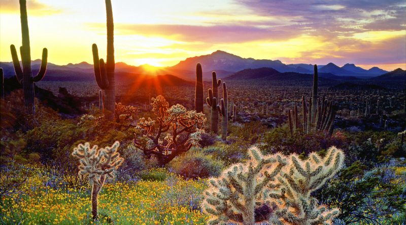 Ocaso en desierto de cactus y flores - Fuente: laba.ws
