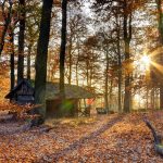 Casa en bosque despejado de otoño. La luz del sol ilumina el lecho de hojarasca