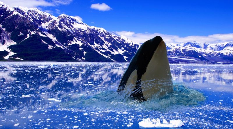 Orca emergiendo en el ártico