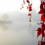 Ramas de hojas rojas entre la niebla