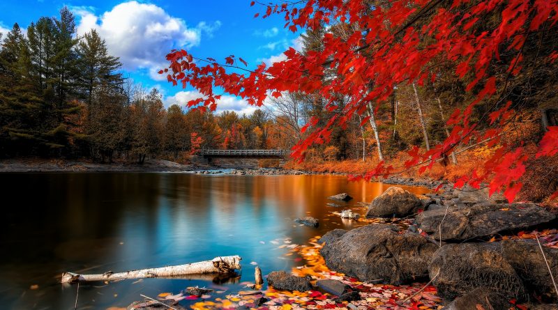 Árbol de hojas rojas - lago de otoño