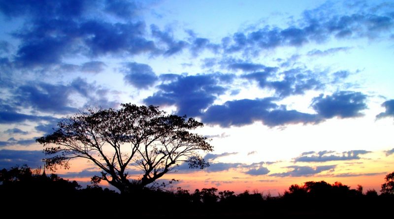 Silueta de árbol al amanecer