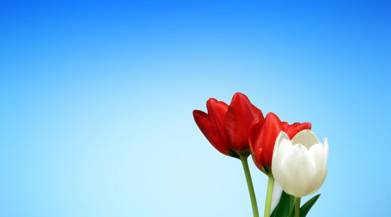 Dos tulipanes rojos y uno blanco sobre fondo azul