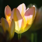 Tulipanes 7245691 (Fuente: pixabay.com - autor: Manfredrichter)